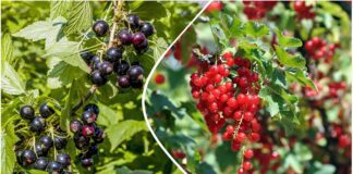 Агрономи розповіли, чим найкраще підгодовувати кущі смородини в листопаді