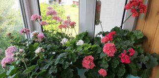 Садівники поділилися особливостями зимового догляду за кімнатною геранню