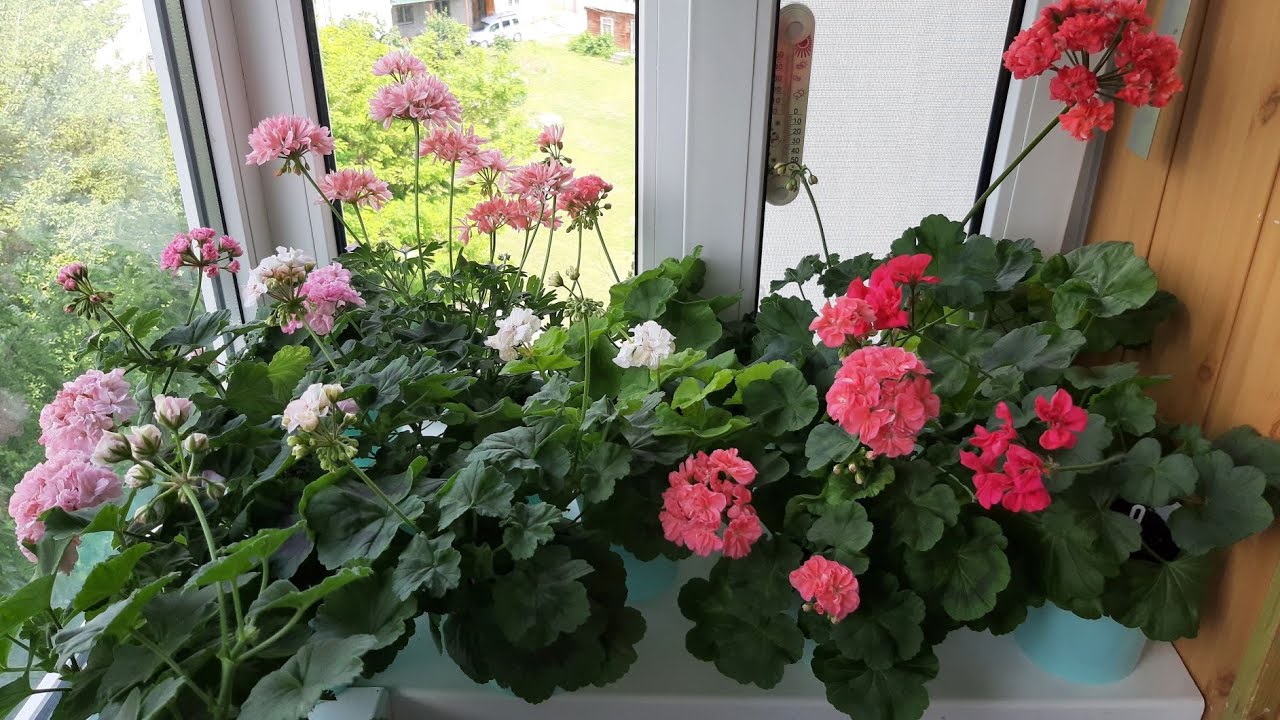 Садівники поділилися особливостями зимового догляду за кімнатною геранню