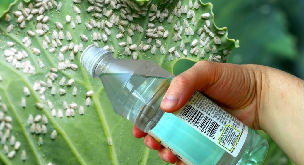 Білокрилка 100% не перезимує: ось як я борюсь із цим ненажерливим шкідником, щоб він не прокинувся навесні 