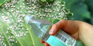 Городники розповіли, як боротися з білокрилкою, щоб вона не прокинулася навесні