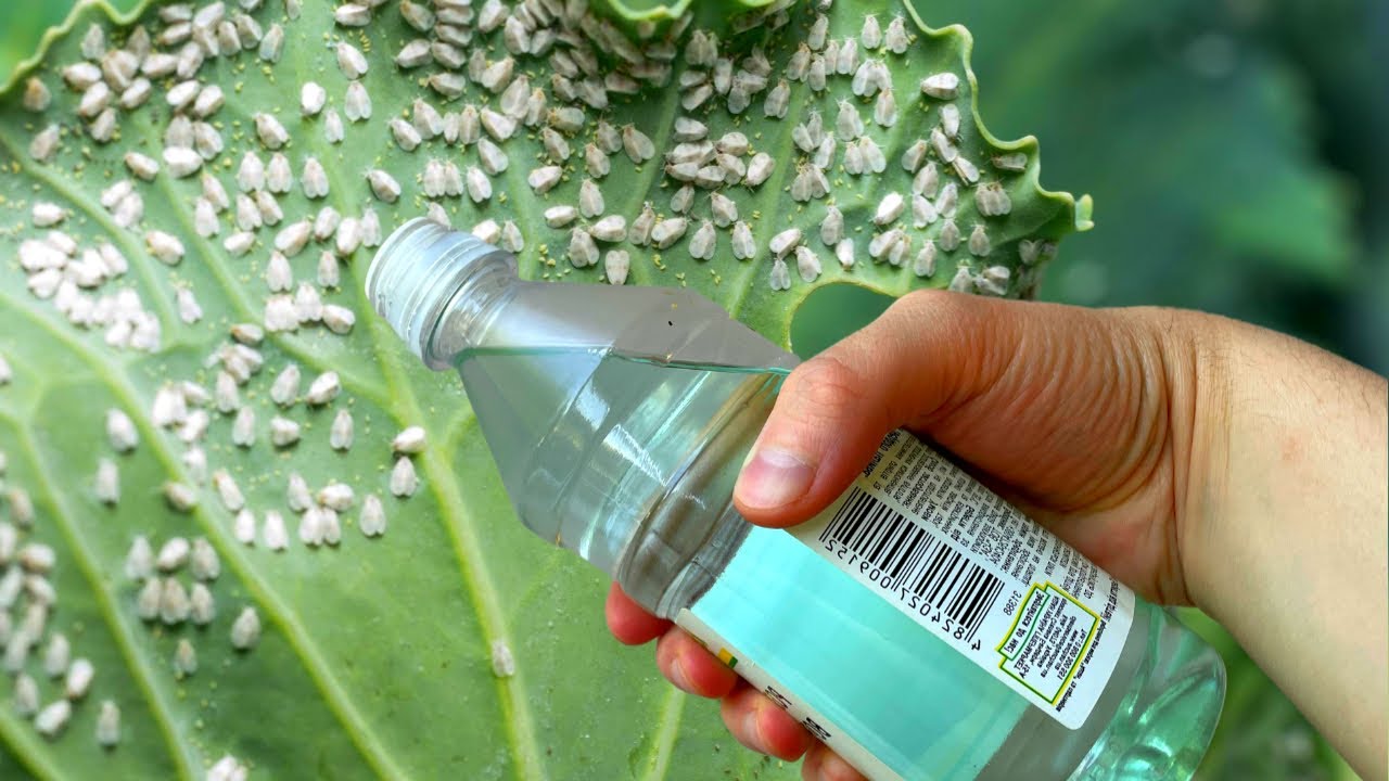 Городники розповіли, як боротися з білокрилкою, щоб вона не прокинулася навесні