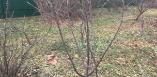 Експерти розповіли, які справи варто зробити на ділянці у грудні