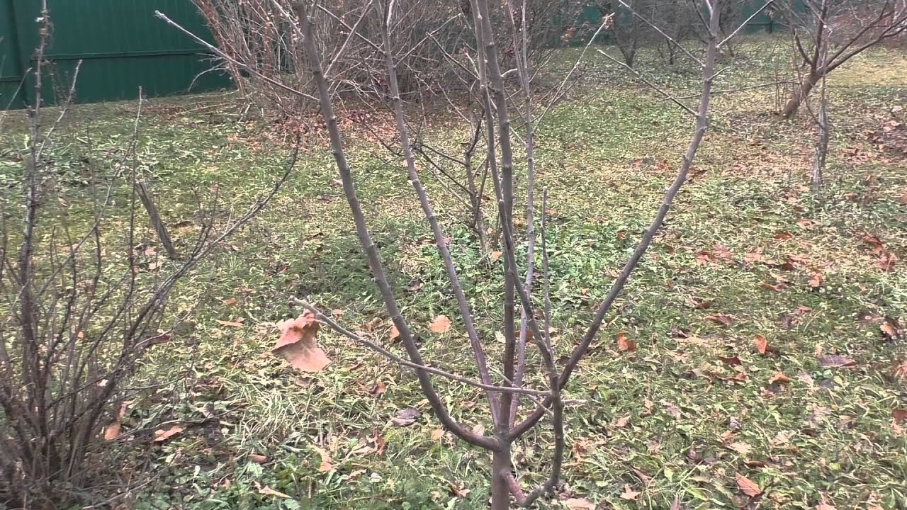 Експерти розповіли, як проводити обробку саду восени
