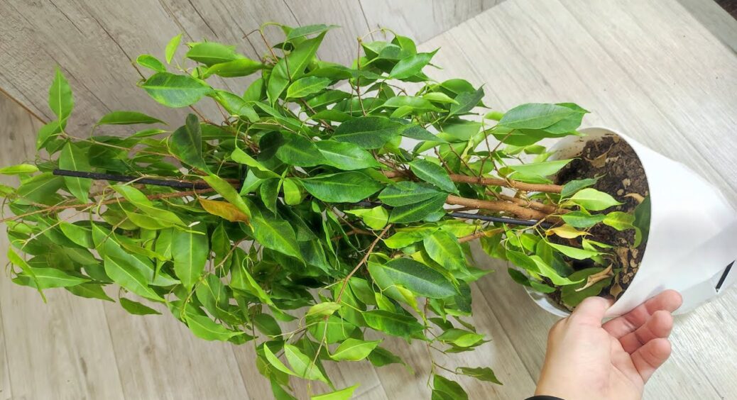 Змішую ці 2 таблетки з водою – і лисий фікус “розпушує” зелену шевелюру за 3 дні: швидка реанімація вдома 