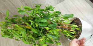 Квітникарі розповіли, як швидко реанімувати облисівший фікус Бенджаміна