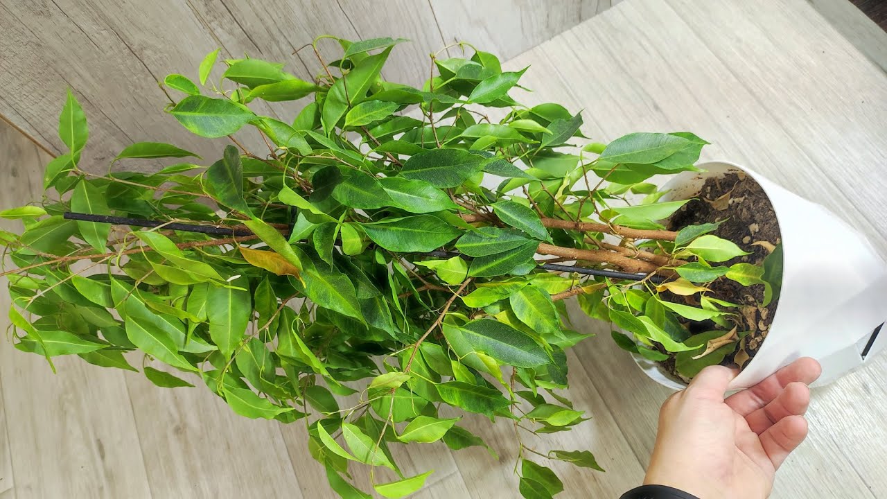 Квітникарі розповіли, як швидко реанімувати облисівший фікус Бенджаміна