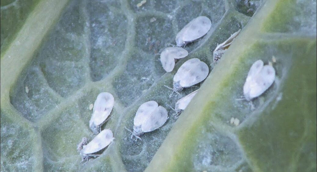 Білокрилка зимує у ґрунті, а не на стінках: 98% дачників роблять марну роботу – ось де треба “бити” 