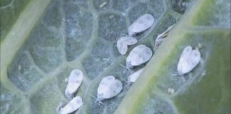 Експерти розповіли, чи допоможе мороз позбутися білокрилки