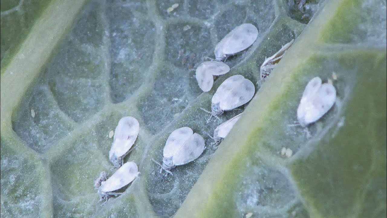 Городники розповіли, як позбутися білокрилки в теплиці Городники розповіли, як позбутися білокрилки в теплиці