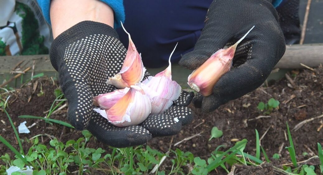 І льох не потрібен: часник усю зиму зберігаю у цих “відходах” – усі 365 днів соковитий, не гниє і не сохне 