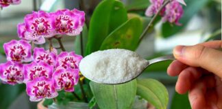 Квітникарі поділилися рецептом підживлення для стимуляції цвітіння орхідеї