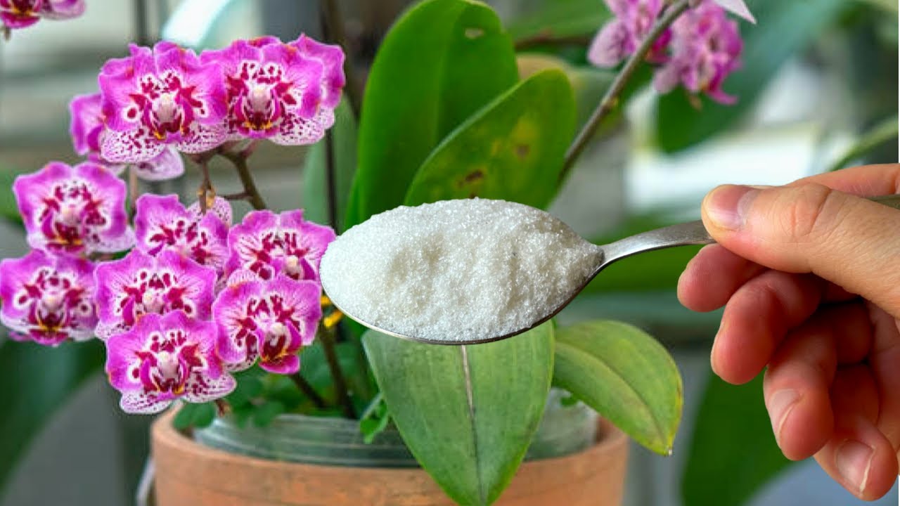 Квітникарі поділилися рецептом підживлення для стимуляції цвітіння орхідеї
