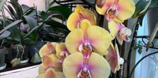 Садівники назвали користь бананової води для орхідеї 