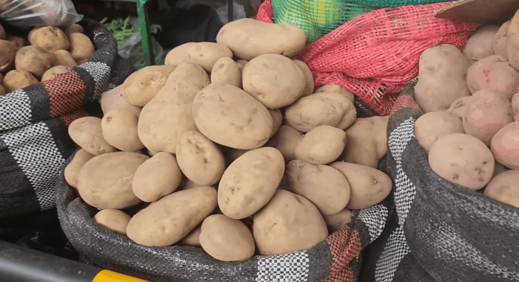 Висадила 6 кущів картоплі нового сорту – урожай вийшов дрібнішим на 30%, ніж обіцяли виробники: не ведіться 