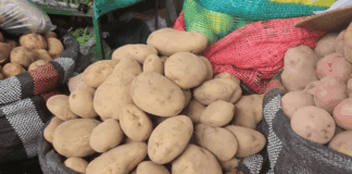 Городники назвали неврожайний сорт картоплі у 2025 