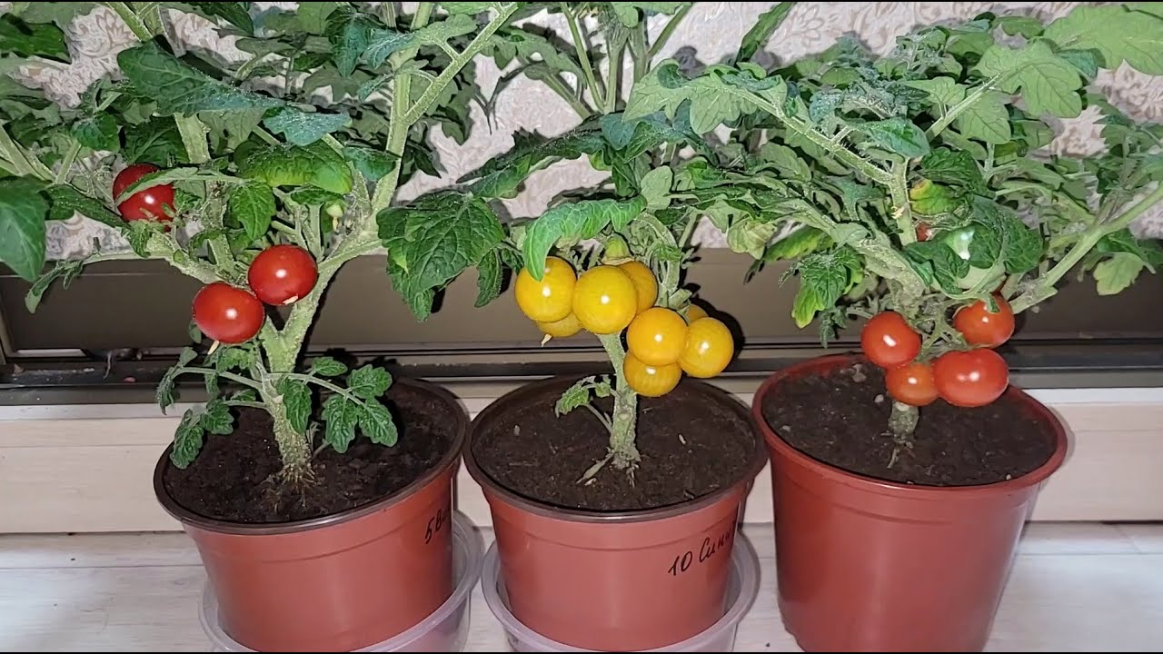 Городники розповіли, як виростити смачні та соковиті помідори на підвіконні
