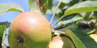 Городники назвали чудо-розчин для укріплення кори дерев 