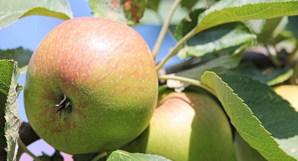 Яблуні обприскую перед морозами одним розчином: кора не тріскається, а дерева перезимовують легше 