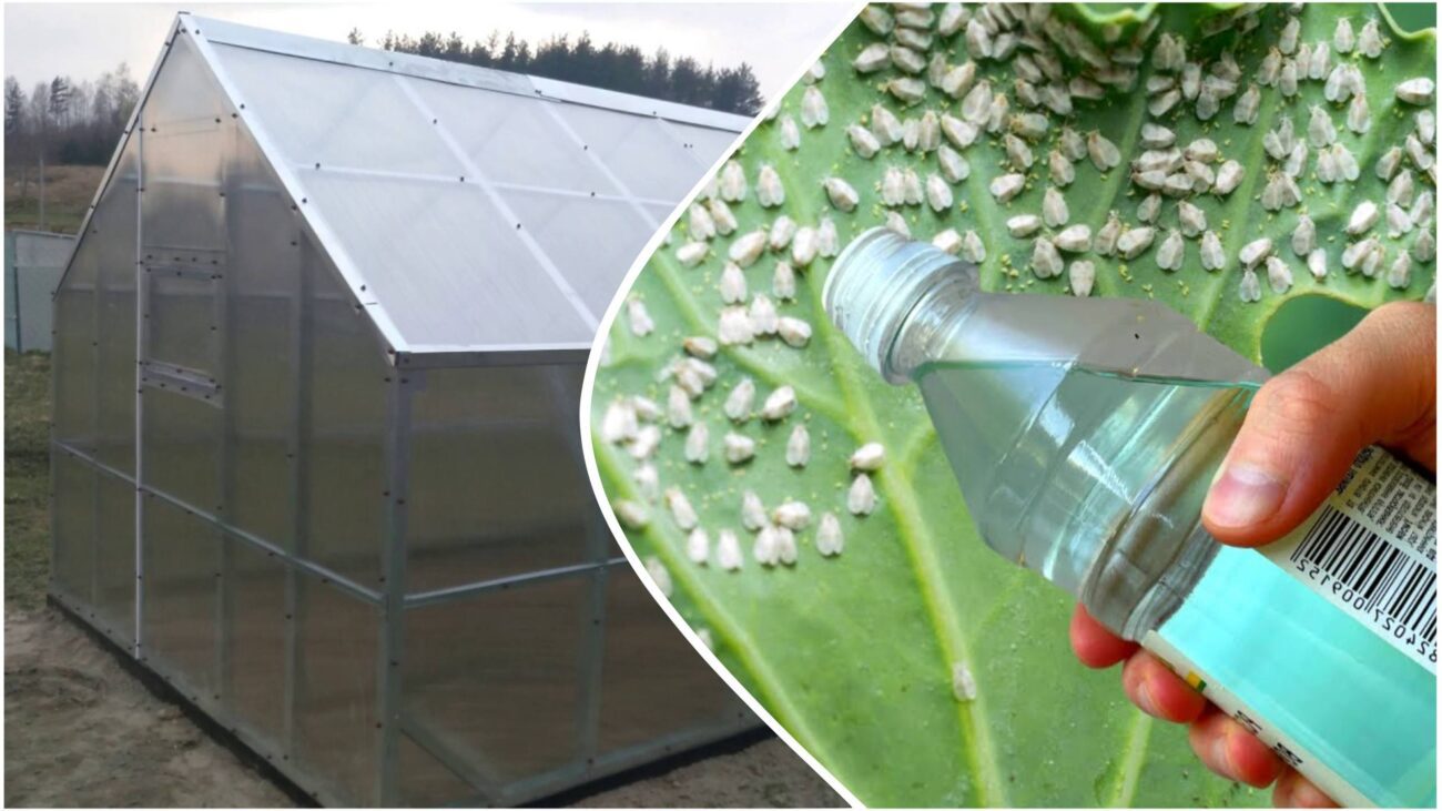 Садівники розповіли, як легко й швидко позбутися білокрилки в теплиці