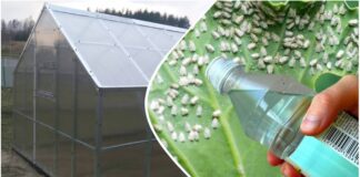 Садівники розповіли, як легко й швидко позбутися білокрилки в теплиці