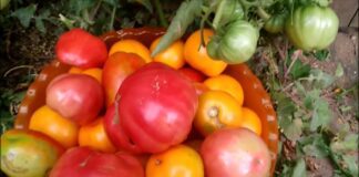 Дачники поділилися найкращим способом зберігання помідорів