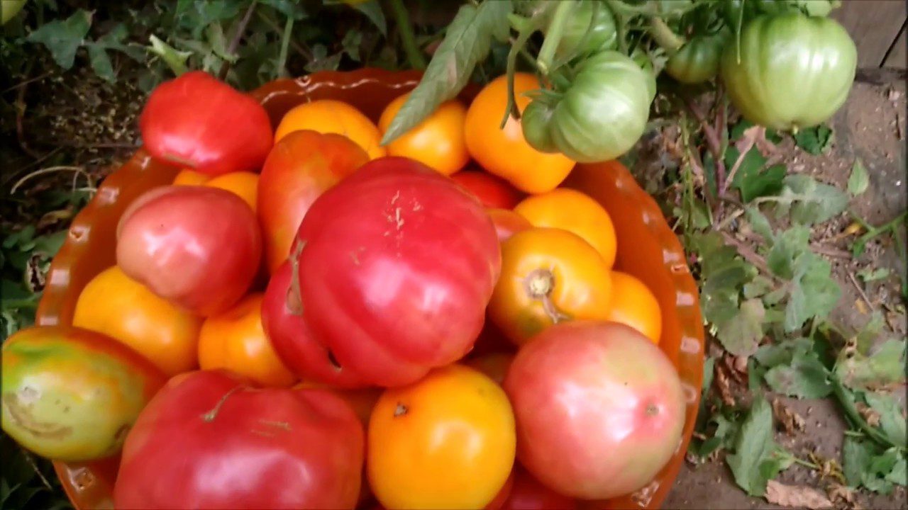 Дачники поділилися найкращим способом зберігання помідорів