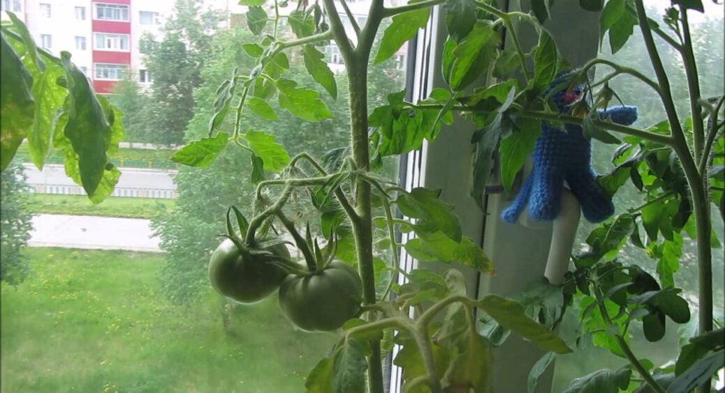 Як каже мій 83-річний дідусь: “Непорядок, коли дім без грядок”. Вирощуємо помідори на підвіконні взимку 