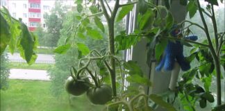 Городники розповіли, як виростити смачні та соковиті помідори на підвіконні