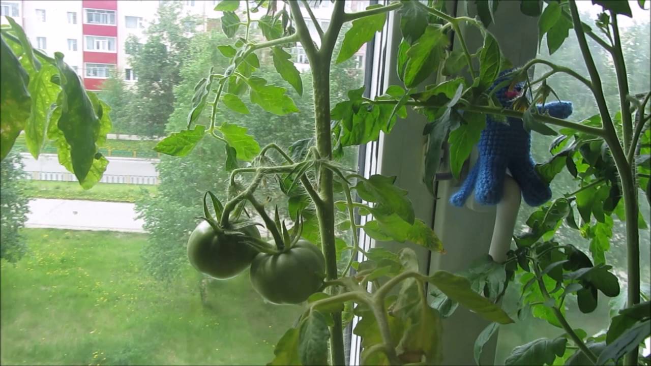 Городники розповіли, як виростити смачні та соковиті помідори на підвіконні