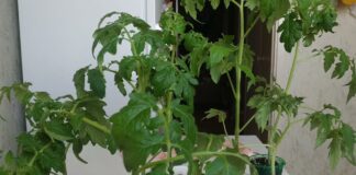 Городники розповіли, як без зайвих зусиль врятувати перерослу розсаду