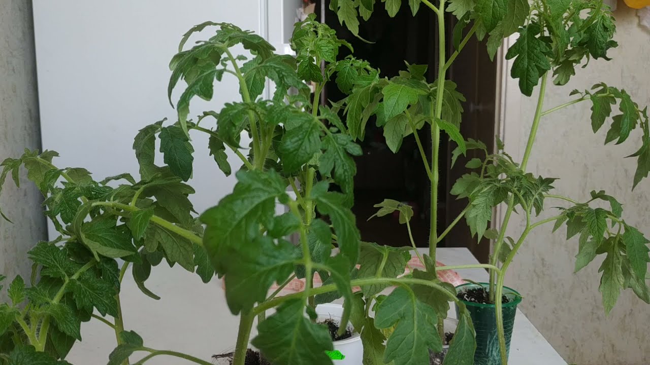 Городники розповіли, як без зайвих зусиль врятувати перерослу розсаду