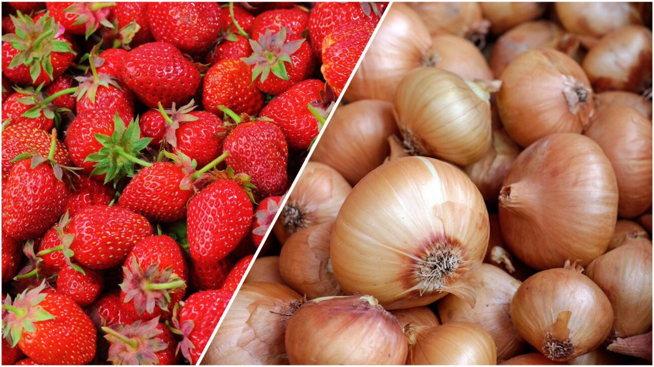 Агрономи розповіли, чому варто посадити цибулю та полуницю поряд