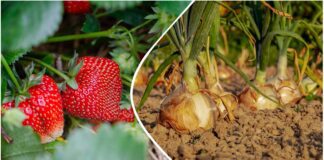 Агрономи розповіли, чому варто посадити цибулю та полуницю поряд