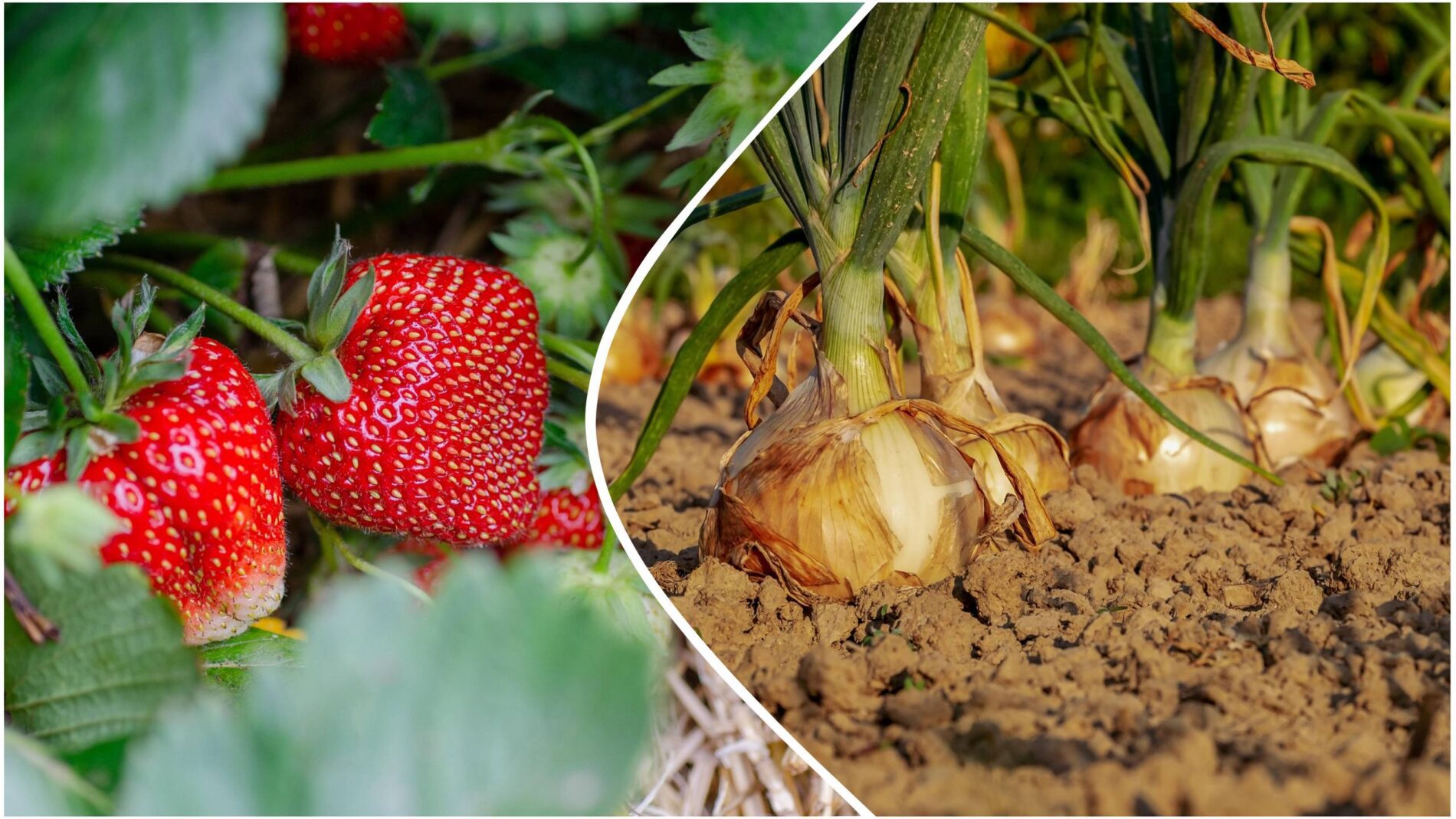 Агрономи розповіли, чому варто посадити цибулю та полуницю поряд