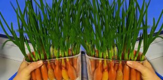 Експерти розповіли, як легко вирощувати зелену цибулю взимку 