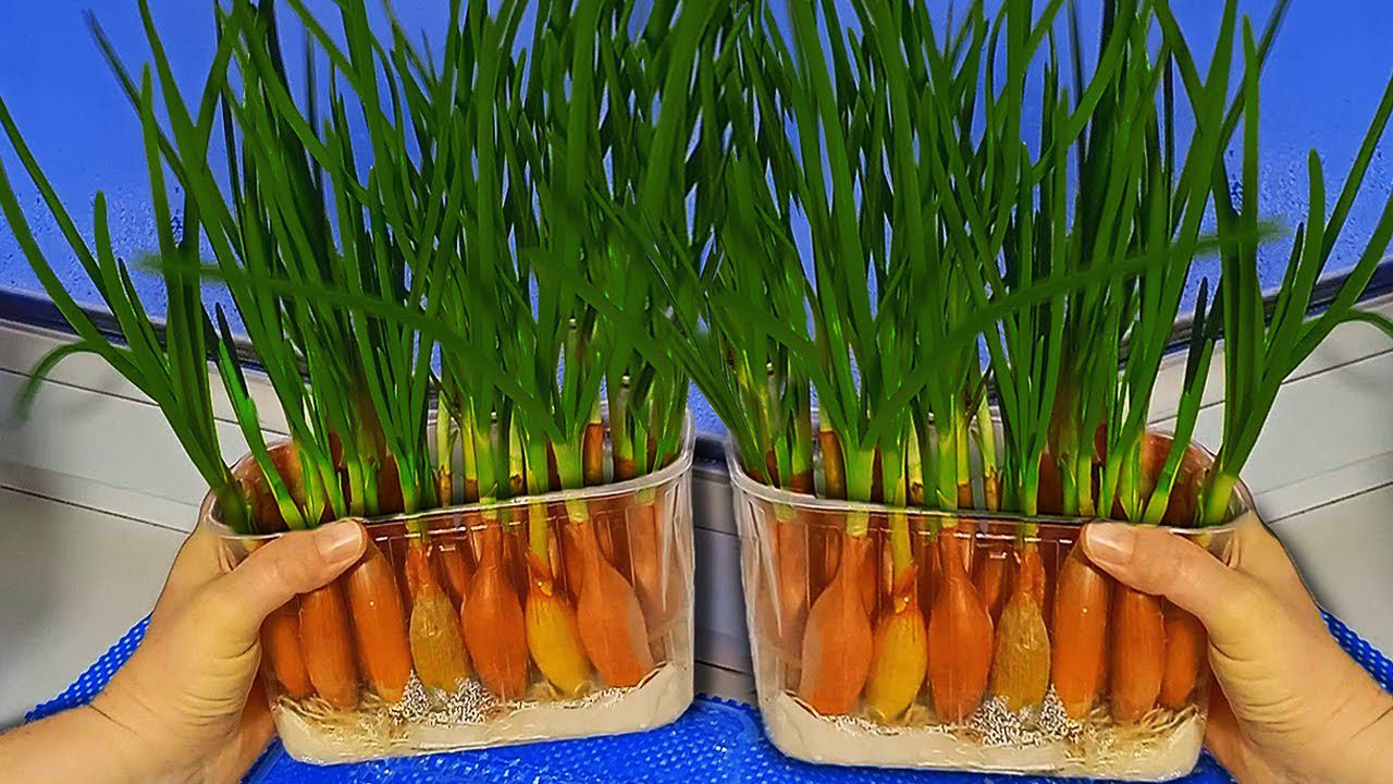 Городники розповіли, як легко виростити зелену цибулю в квартирі