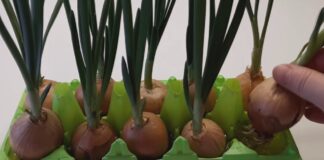 Городники розповіли, як легко виростити зелену цибулю в квартирі