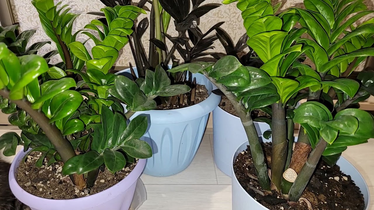 Квітникарі назвали ефективне підживлення для активного росту заміокулькаса