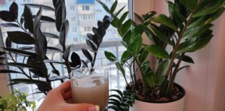 Квітникарі назвали ефективне підживлення для активного росту заміокулькаса