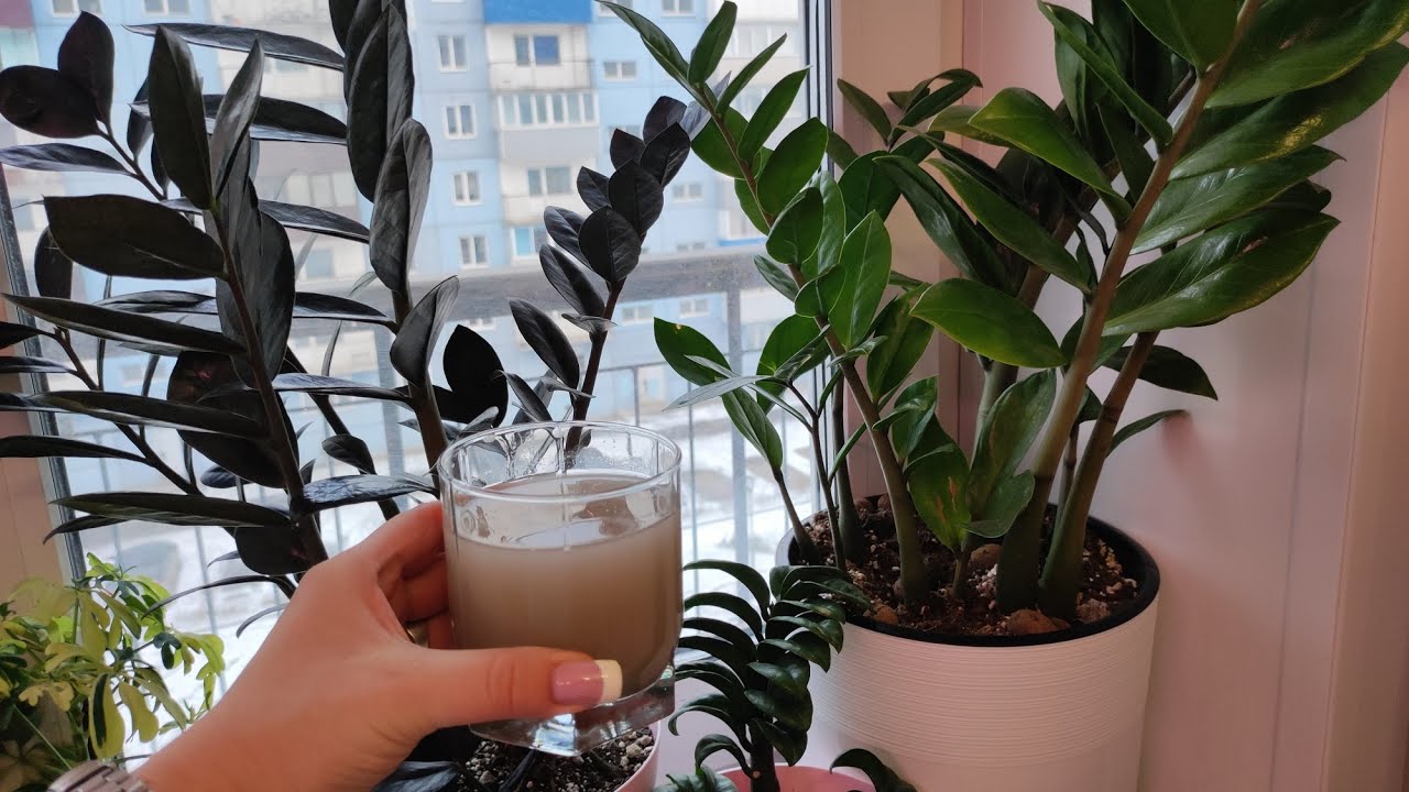 Квітникарі назвали ефективне підживлення для активного росту заміокулькаса