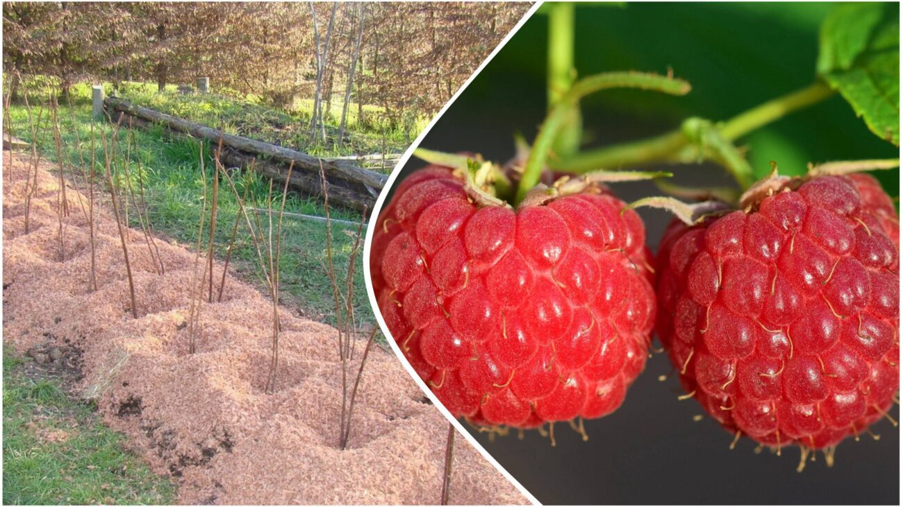 Агрономи розповіли, які матеріали чудово підходять для мульчування малини восени