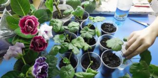 Квітникарі розповіли, як правильно розмножити герань живцями в домашніх умовах