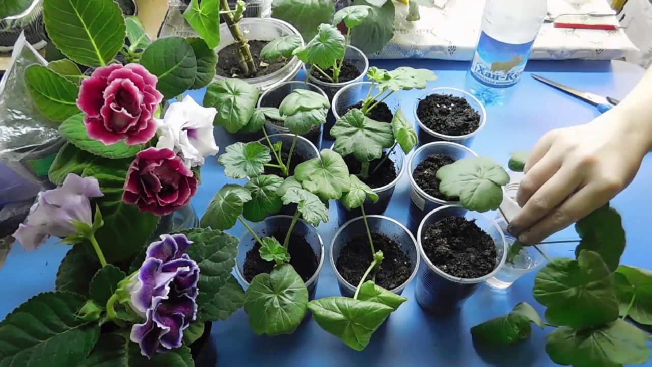 Квітникарі розповіли, як правильно розмножити герань живцями в домашніх умовах