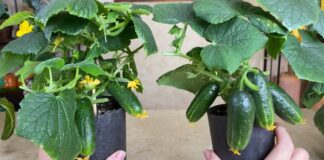 Городники розповіли, як правильно вирощувати кімнатні огірки без підсвітки