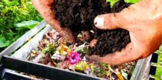 Садівники поділилися способом, який допоможе швидко зробити компост у мішках