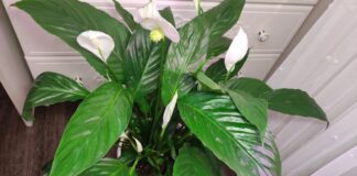 Квітникарі розповіли, чим найкраще підгодувати спатифілум для рясного цвітіння