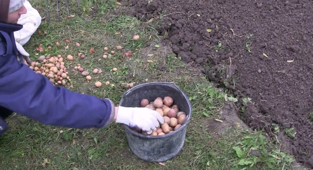 Саджаю бульби в газету – і вже у травні насолоджуюся врожаєм молодої картоплі: збираю по 6 кг із 1 відра 