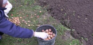 Агрономи розповіли, як без зайвих зусиль отримати врожай картоплі вже у травні