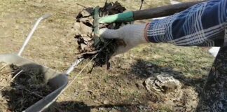 Городники розповіли, як перетворити опале листя на цінне добриво для грядки